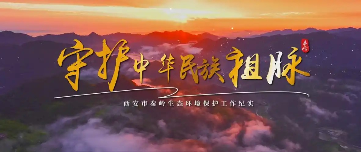 专题片